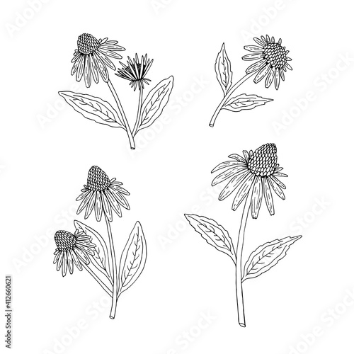 Echinacea purpurea herb. Purple flowers and leaves. Aurvedic and Medical  immunostimulant plant. Hand drawn vector sketch illustration isolated on white background.