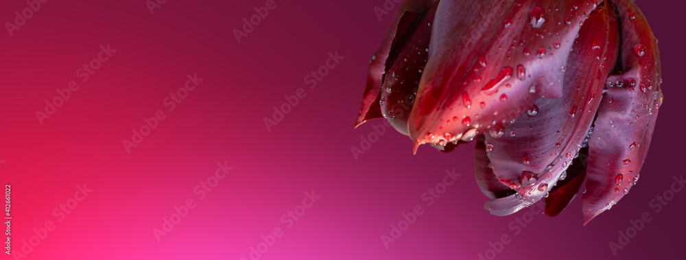 Color of the year 2023 viva magenta in fashion industry. Bud of red tulip in water drops on crimson tints background, closeup. Fresh tulip petals n selective focus on maroon red background.  - obrazy, fototapety, plakaty 