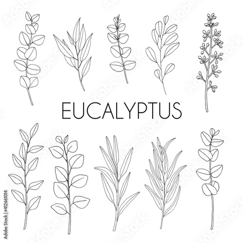 Eucalyptus. Set with branches and leaves. Hand drawn vector illustration in sketch outline style.