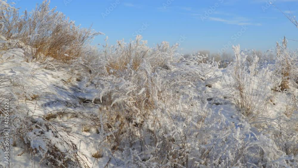 Panorama Beautiful dry grass covered with snow in the hoarfrost fluttering in a light breeze against a blue sky Panorama Beautiful dry grass covered with snow in the hoarfrost fluttering in a light breeze against a blue sky