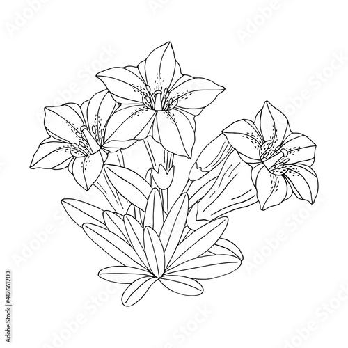 Gentian flower bouquet. Montain wildflower. Hand drawn sketch. Vector drawing isolated on white background.