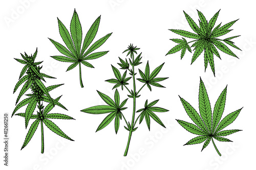Cannabis (hemp or marijuana) medical plant. Branch with seeds. Hand drawn vector illustration in sketch style.