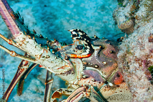Obraz na płótnie Painted Spiny Lobster hiding under the coral