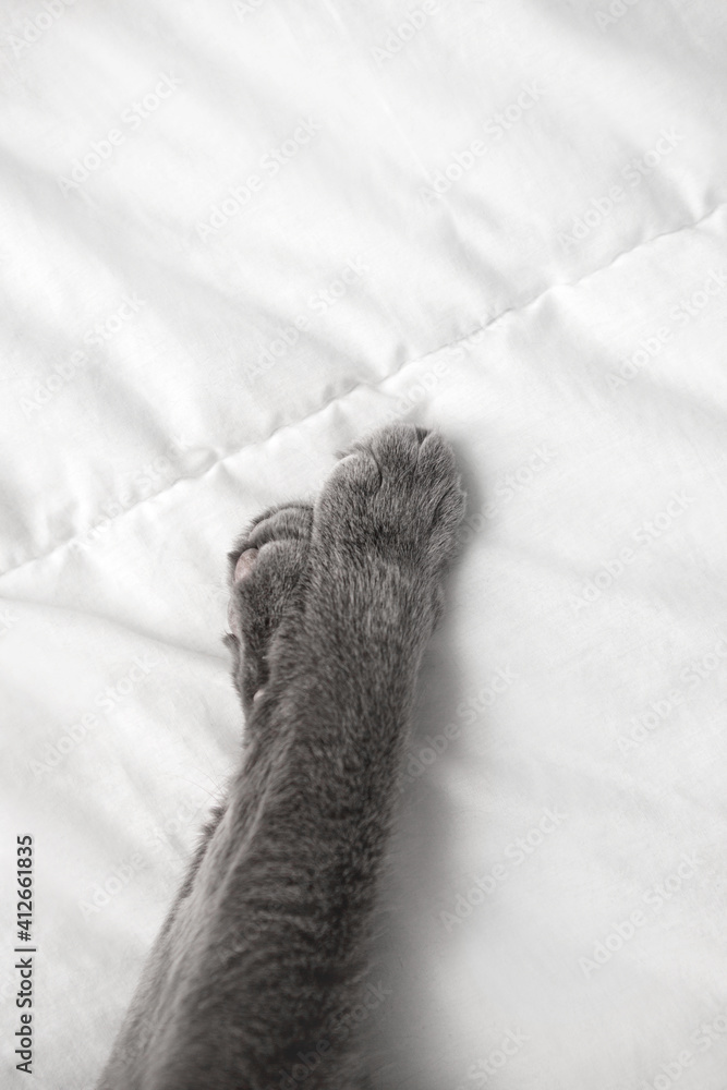 Obraz premium gray cat lies on a white blanket. View from above. Close-up of fluffy soft paws.