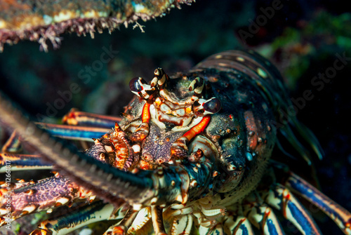 Painted Spiny Lobster hiding under the coral