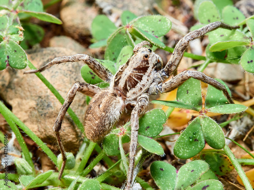 A wolf spider in its natural environment on the grass.