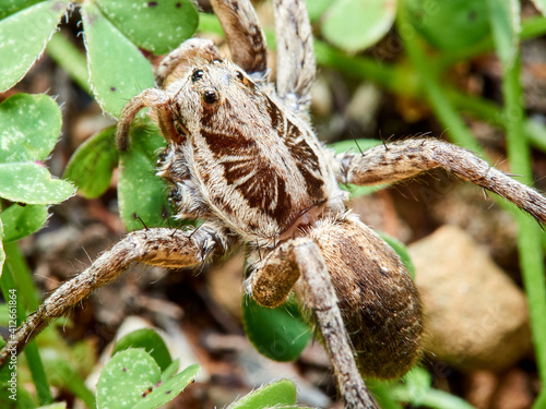 A wolf spider in its natural environment on the grass.