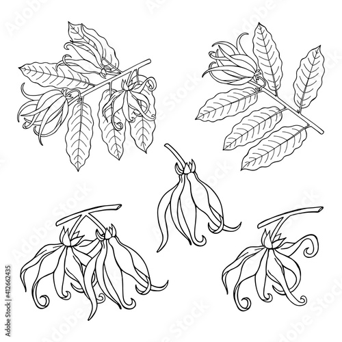Ylang ylang or cananga odorata.  Yellow flower with green leaves. Vector drawing  vintage illustration isolated on white background.