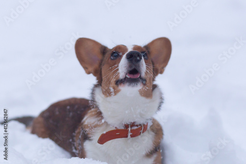 Fototapeta Naklejka Na Ścianę i Meble -  the Little fluffy affectionate dog in the snow, corgi cardigan