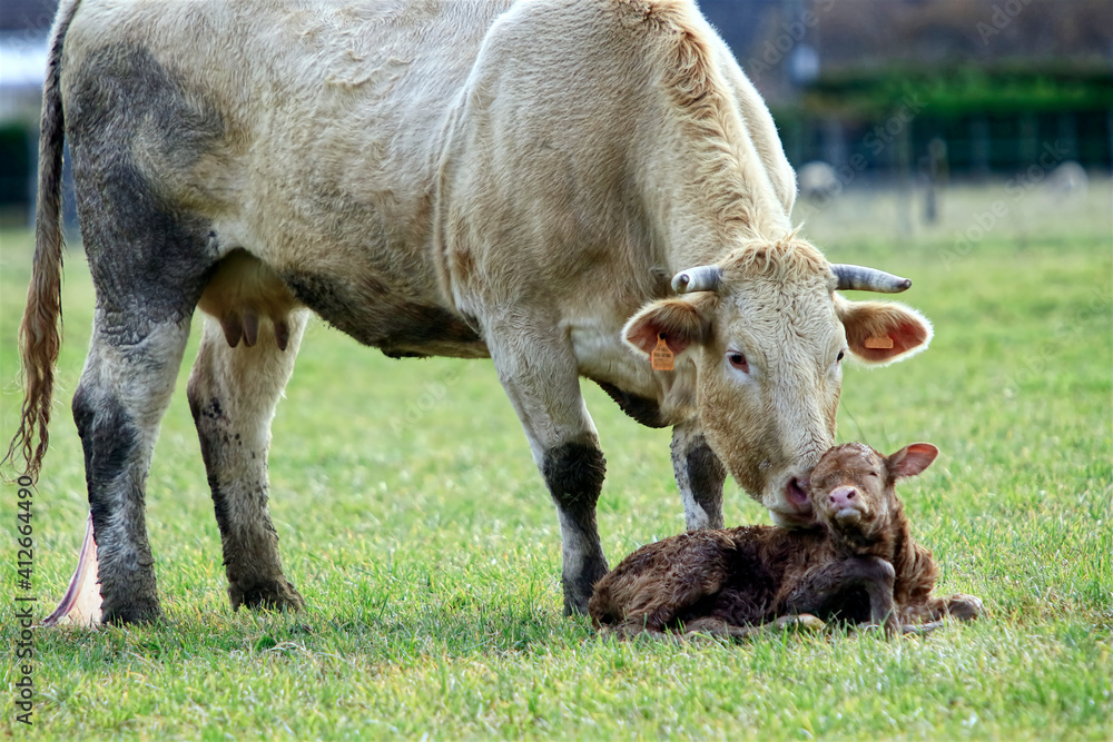 Fototapeta premium Naissance d'un petit veau avec sa maman
