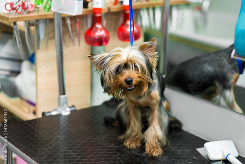 Yorkshire Terrier in the grooming salon before the procedure