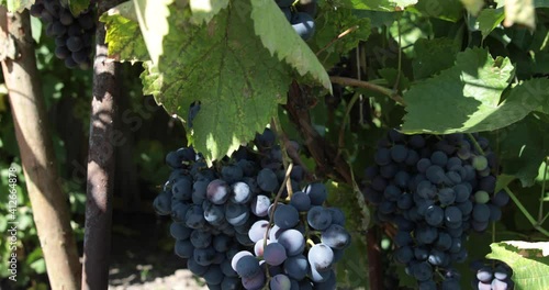 Wallpaper Mural Fruits of maturing black grapes in the garden. Torontodigital.ca