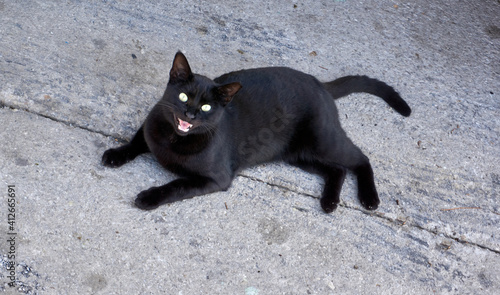 Black cat in near plan