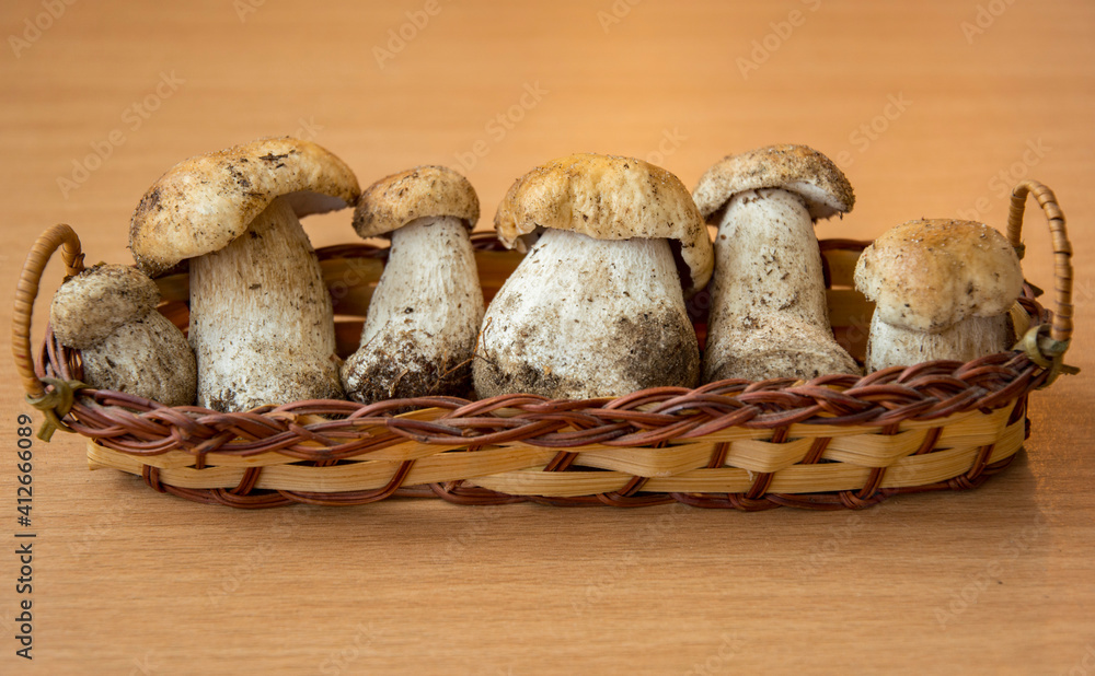 Fresh porcini mushrooms collected in the forest for cooking. Fresh porcini mushrooms collected in the forest for cooking.