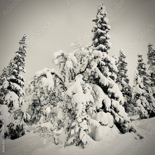 snow covered trees