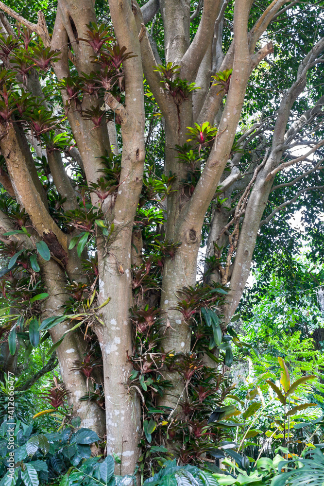 Fototapeta premium Orchids and airplants on tree in Colombia
