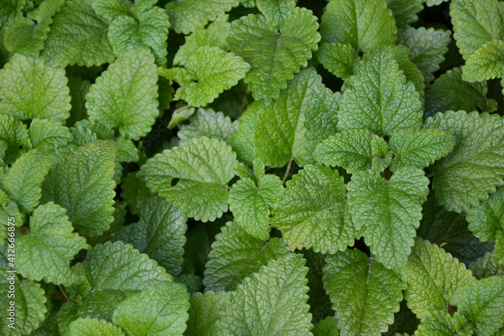 Melissa plant. Lemon balm in the garden. Countryside nature. Organic agriculture. Melissa foliage in the wild nature. Herb tea flavor. Village yard herbs. Melissa plant. Lemon balm in the garden. Countryside nature. Organic agriculture. Melissa foliage in the wild nature. Herb tea flavor. Village yard herbs.