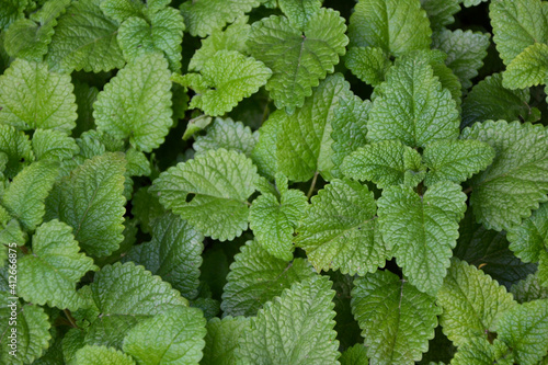 Melissa plant. Lemon balm in the garden. Countryside nature. Organic agriculture. Melissa foliage in the wild nature. Herb tea flavor. Village yard herbs.
