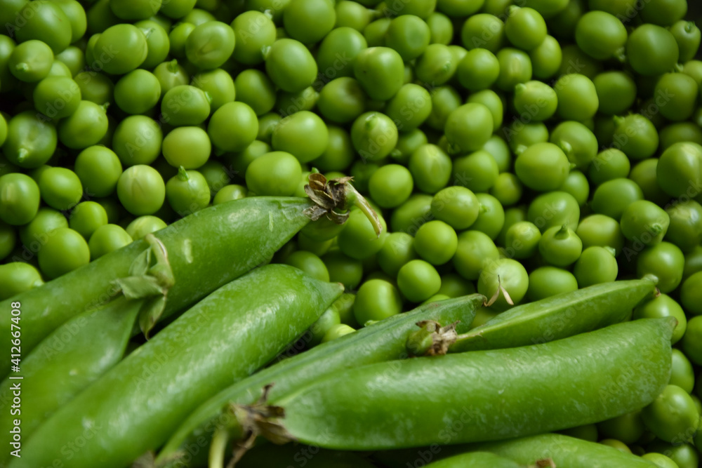 Green pea background. Pea pods from farmland. Pea freshly picked. Organic fresh vegetables. Healthy eating. Country garden harvest. Green pea background. Pea pods from farmland. Pea freshly picked. Organic fresh vegetables. Healthy eating. Country garden harvest.