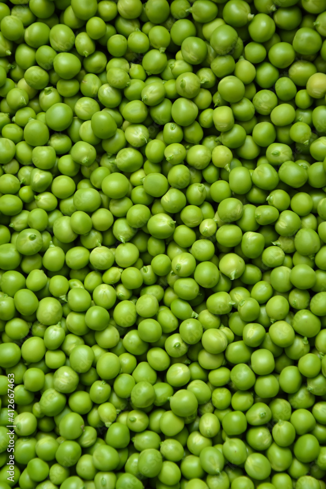 Green pea background. Pea pods from farmland. Pea freshly picked. Organic fresh vegetables. Healthy eating. Country garden harvest. Green pea background. Pea pods from farmland. Pea freshly picked. Organic fresh vegetables. Healthy eating. Country garden harvest.