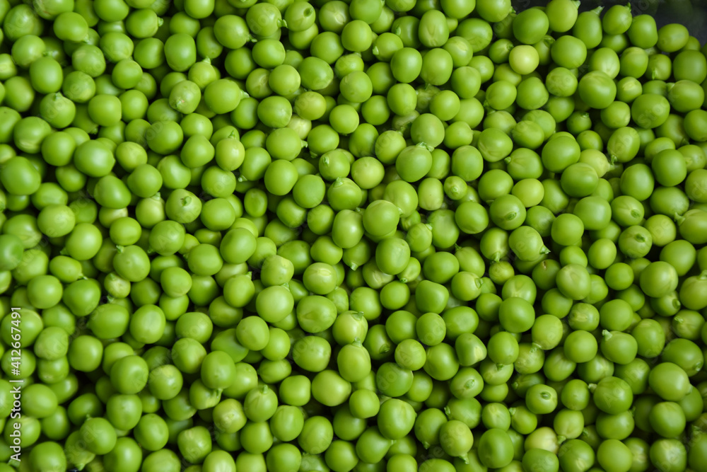 Green pea background. Pea pods from farmland. Pea freshly picked. Organic fresh vegetables. Healthy eating. Country garden harvest. Green pea background. Pea pods from farmland. Pea freshly picked. Organic fresh vegetables. Healthy eating. Country garden harvest.