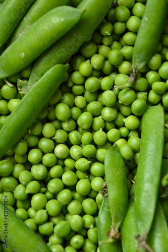Green pea background. Pea pods from farmland. Pea freshly picked. Organic fresh vegetables. Healthy eating. Country garden harvest.
