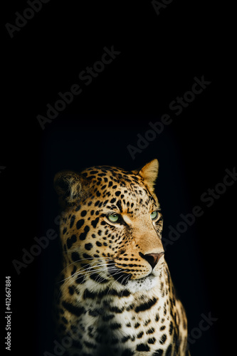 Isolated Intense Portrait of a Yellow Leopard Looking to the Right
