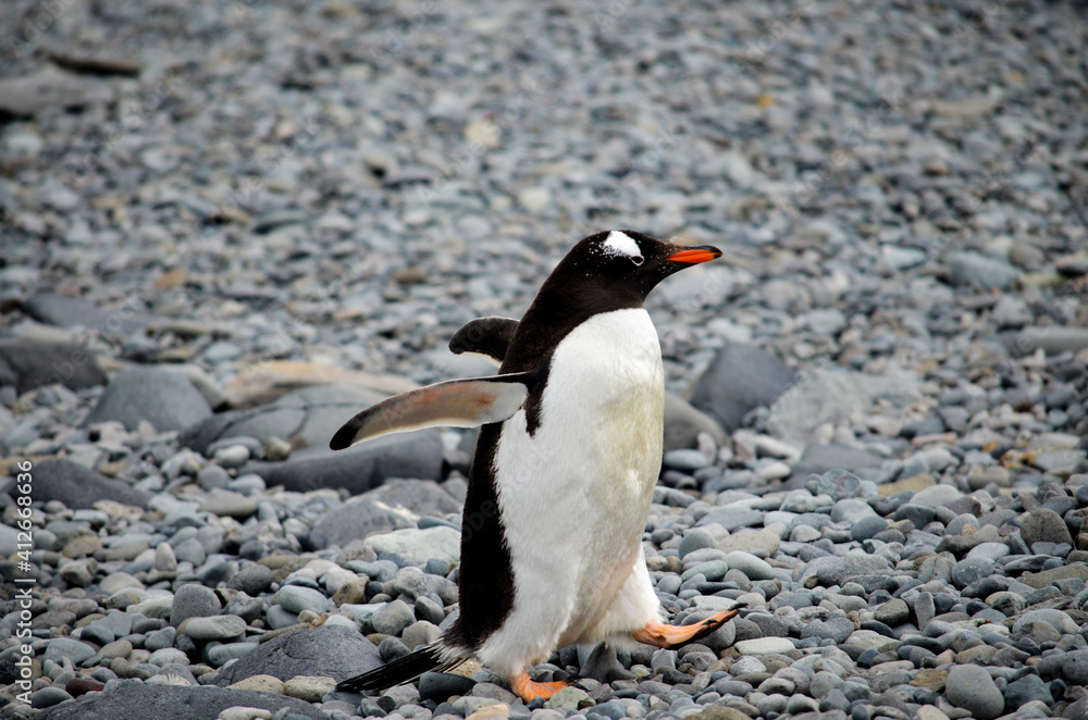 Obraz premium Penguin walking on Antartica