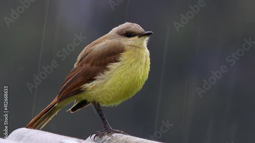 Close up de ave na chuva