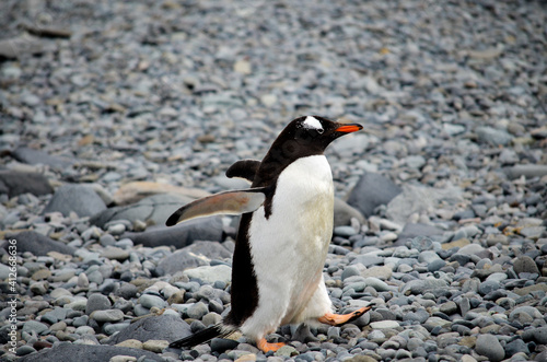 Penguin walking on Antartica