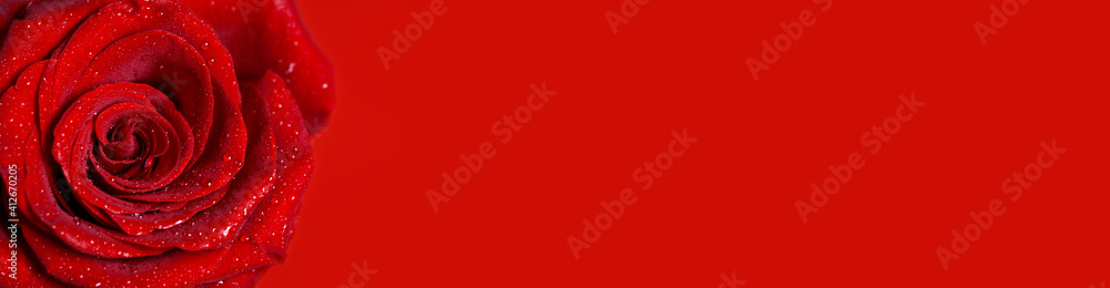 Macro image of red rose with water droplets. Copy space for text. Banner Macro image of red rose with water droplets. Copy space for text. Banner