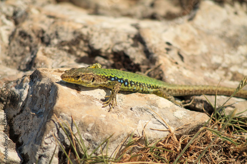 Lizard on a stone. Genus  Wall lizards International scientific name  Podarcis tauricus