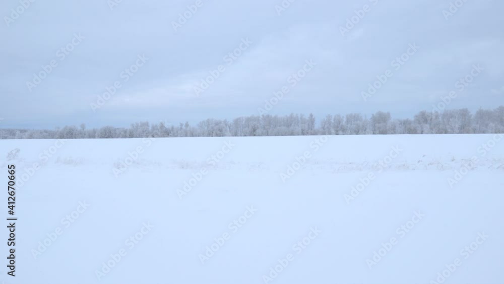 Panorama of a distant forest in hoarfrost, on the edge of a field on a overcast, cloudy, winter day