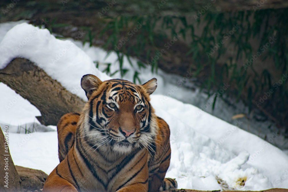 Obraz premium tiger in snow