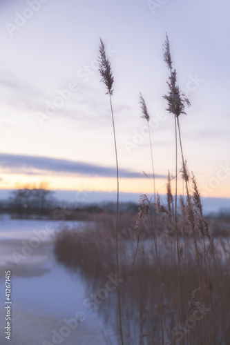 Pampas grass in the sky with sunset  Abstract natural background of soft plants Cortaderia selloana moving in the wind. Bright and clear scene of plants similar to feather dusters. beauty