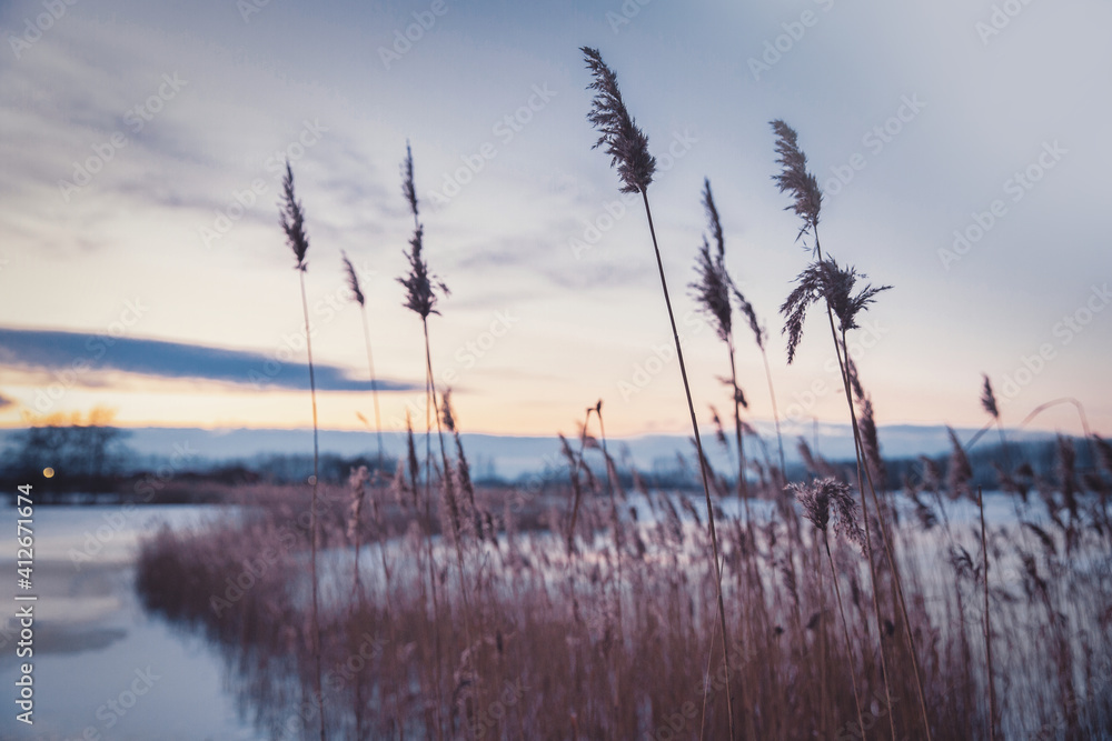 Pampas grass in the sky with sunset, Abstract natural background of soft plants Cortaderia selloana moving in the wind. Bright and clear scene of plants similar to feather dusters. beauty