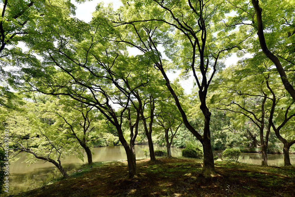 新緑の森