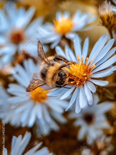 Obraz na płótnie bee on flower