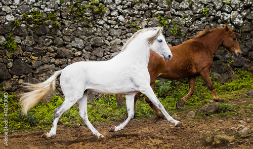 White Lusitano horse, galloping free, mane in wind. © Ayla Harbich