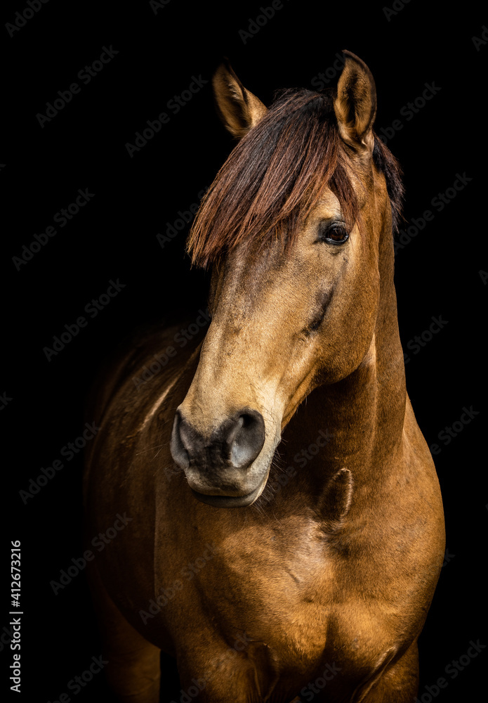 Fototapeta premium Portrait of golden Lusitano horse, on black background.