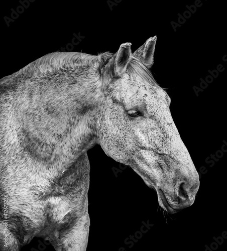 Portrait of white Lusitano horse  on black background.