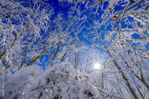Winter wonderland snow covered trees sunburst star