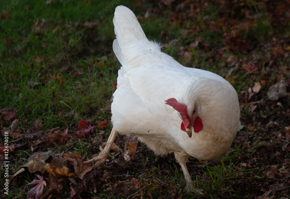 Fototapeta premium white chicken in the grass