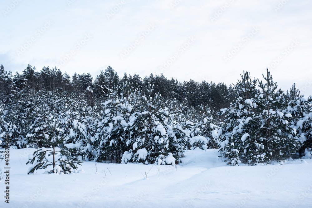 Beautiful forest covered in snow. Amazing white winter landscape. Sunny winter day.
