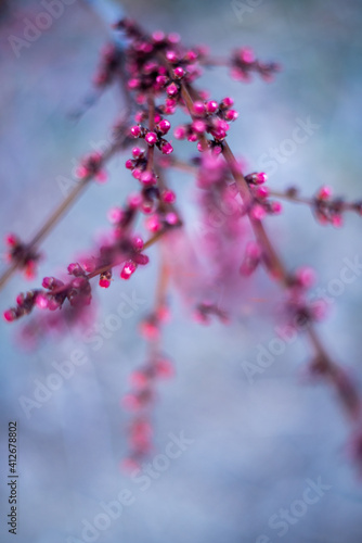 pink cheery bloom in spring
