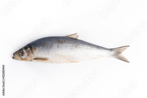 fresh herring on white background