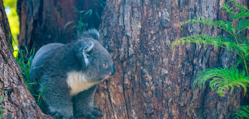 Photography Koala in Cape Otway National Park along the Great Ocean Road, Australia