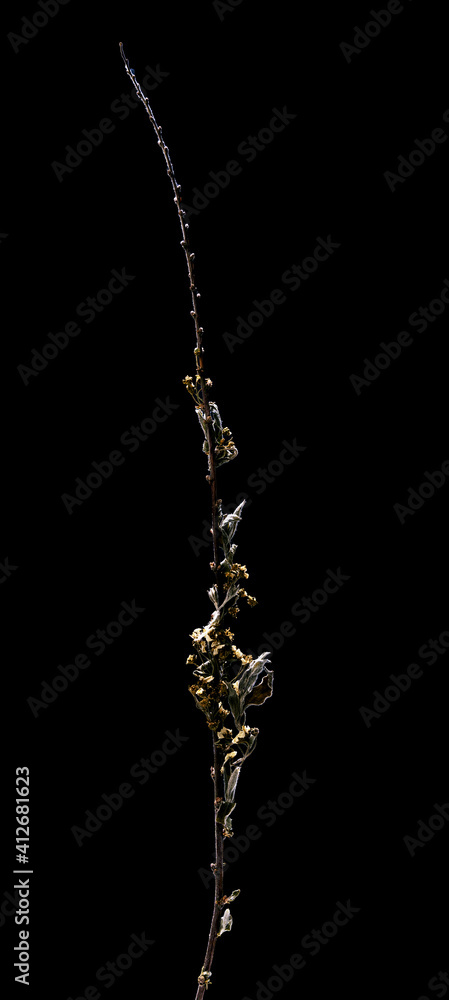 Dried dead flower isolated on black background. Sample of a flower in oriental style with pastel colors. Dried dead flower isolated on black background. Sample of a flower in oriental style with pastel colors.