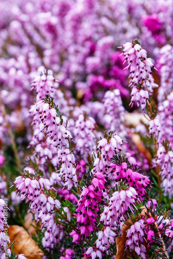 Erica carnea ( winter heath, winter-flowering heather, spring alpine heath ) pink Flowers. Flowering Erica carnea Ornamental plant.