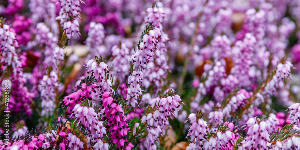 Erica carnea ( winter heath, winter-flowering heather, spring alpine heath ) pink Flowers. Flowering Erica carnea Ornamental plant. - obrazy, fototapety, plakaty 